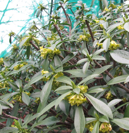 Daphne laureola ‘Margaret Mathew’ 183/20